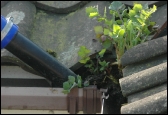 Gutter cleaning Norfolk