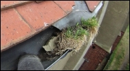 blocked gutters 